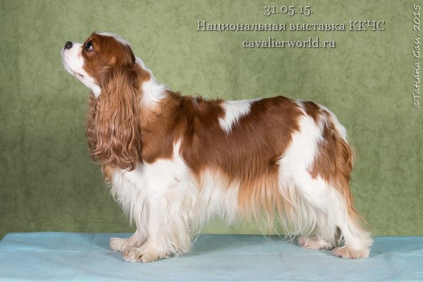 BRAITLAIT OF MOSKOU BABY COME TO BELWORTH exc4.jpg